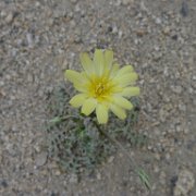 MonoBasin 006 : MonoBasin